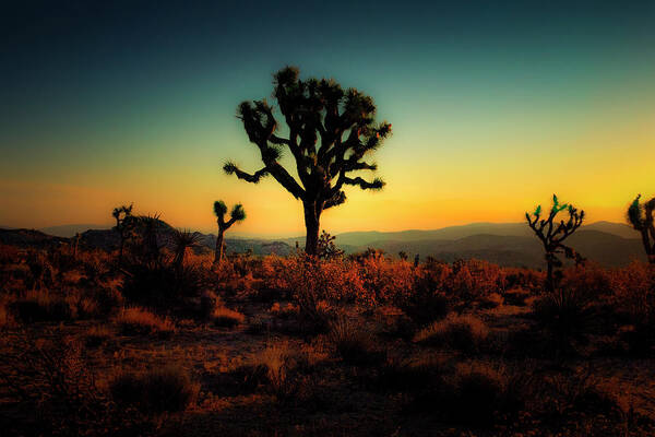 Joshua Tree National Park Poster featuring the photograph Joshua Tree at Sunrise by Sandra Selle Rodriguez