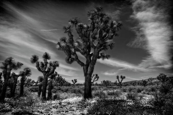 Joshua Tree National Park Poster featuring the photograph Joshua Trees Series 9190678 by Sandra Selle Rodriguez