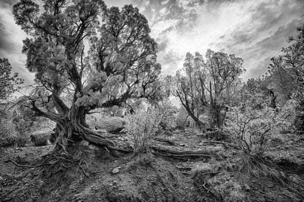 garden Of The Gods Poster featuring the photograph Let the Sun Shine by Elin Skov Vaeth