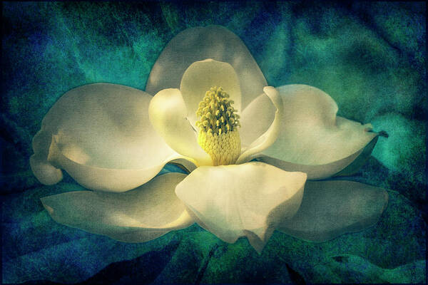 Magnolia Poster featuring the digital art Magnolia Blossom by Sandra Selle Rodriguez