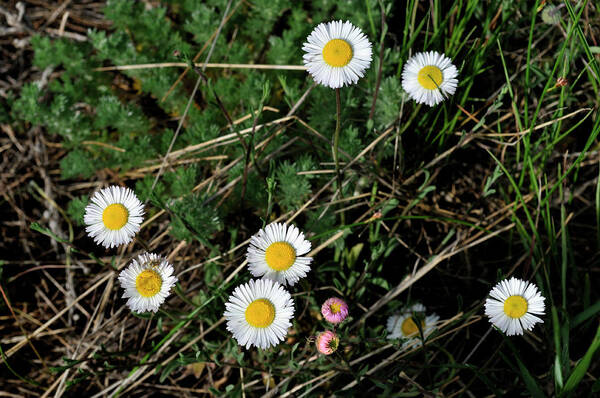 Flowers Poster featuring the photograph Mini Daisies by Ron Cline