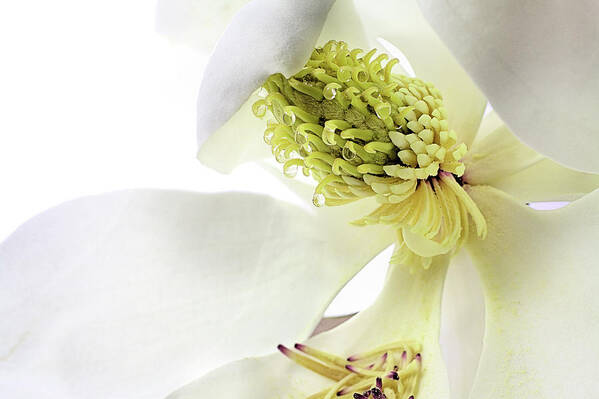 Magnolia Grandiflora Poster featuring the photograph Morning Dew Magnolia by JC Findley