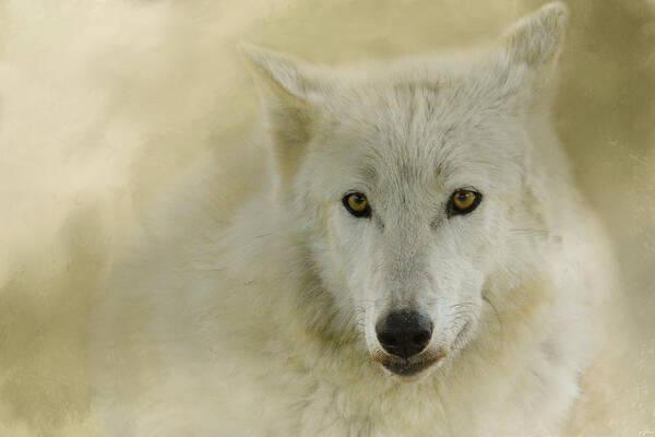 Jai Johnson Poster featuring the photograph Portrait of a Timber Wolf by Jai Johnson