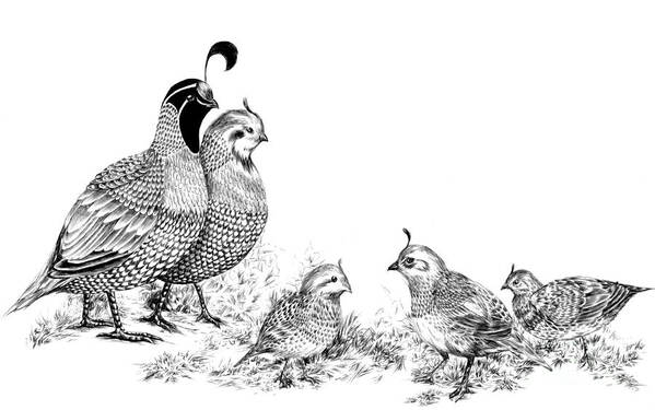 Quail Poster featuring the drawing Quail Family Outing by Alice Chen