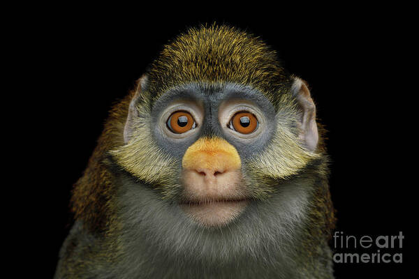 Red-tailed Poster featuring the photograph Red-tailed monkey by Sergey Taran