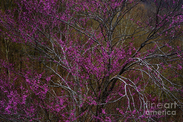 Spring Poster featuring the photograph Redbud in the Spring Woods by Thomas R Fletcher