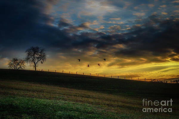 Pasture Field Poster featuring the photograph Sunrise Flight by Thomas R Fletcher