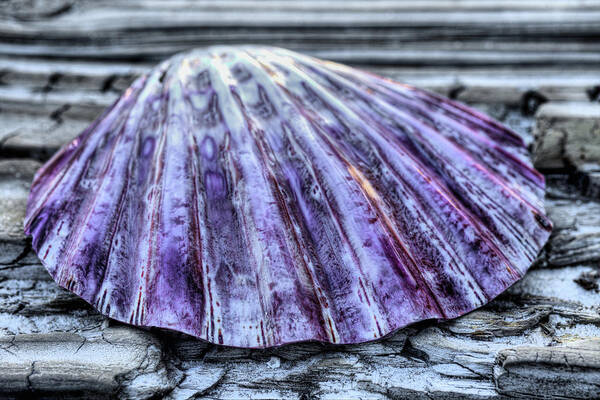 On The Boardwalk Poster featuring the photograph The Purple Scallop by JC Findley