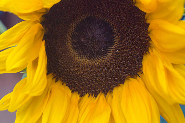 Sunflower Poster featuring the photograph Up Close Sunflower by Arlene Carmel