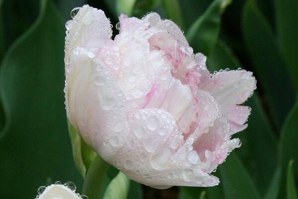  Poster featuring the photograph Wet Young Peony by Polly Castor