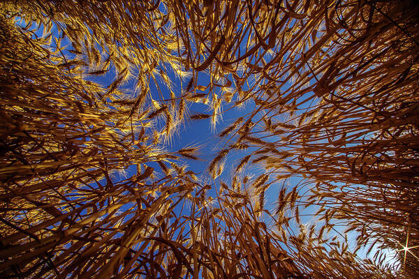 Wheat Bug's Eye Fisheye Barley Grain Sky Looking Up Blue Gold Nd North Dakota Farming Agriculture Harvest Golden Amber Waves Poster featuring the photograph Wheat - Bugs eye view by Peter Herman