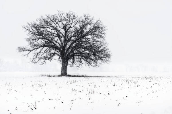Oak Snow Blizzard Snowstorm Winter White Corn Stubble Solitary Sentinel Tree Horizontal Wi Wisconsin Landscape Winterscape B&w Black And White Poster featuring the photograph Fade to White - An isolated oak in corn stubble field with snowstorm by Peter Herman