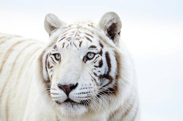 White Tiger Poster featuring the photograph White Tiger Gaze by Debra Sabeck