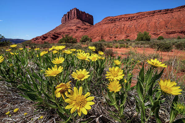 Castle Valley Poster featuring the photograph Wildflowers and Butte by Peter Tellone