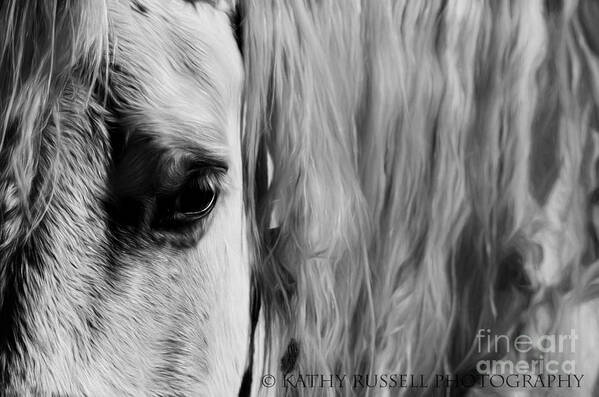 Equine Poster featuring the photograph Wisdom by Kathy Russell