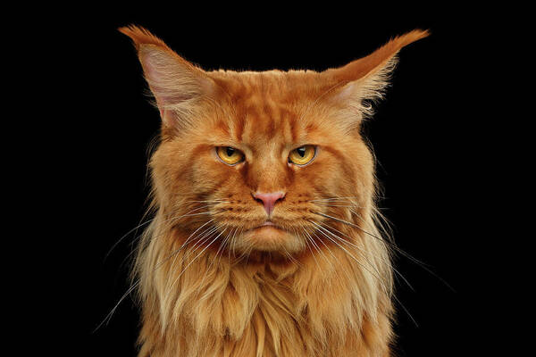 #faatoppicks Poster featuring the photograph Angry Ginger Maine Coon Cat Gazing on Black background #2 by Sergey Taran