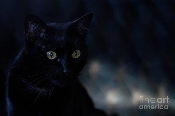 Black Cat Photograph Poster featuring the photograph Gabriel by Irina ArchAngelSkaya
