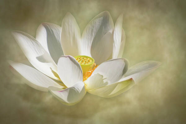 Nature Poster featuring the photograph Lotus Blossom Magic by Dawn Currie