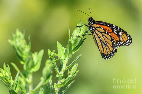 Monarch Poster featuring the photograph Monarch at the Marsh by Amfmgirl Photography