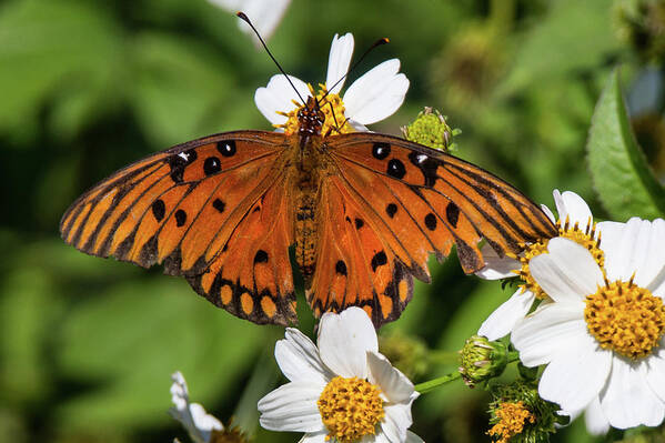 Butterflies Poster featuring the photograph Monarch by Fred DeSousa