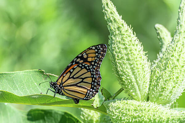 Monarch Butterfly Poster featuring the photograph Monarch Meandering on Milkweed by Amfmgirl Photography
