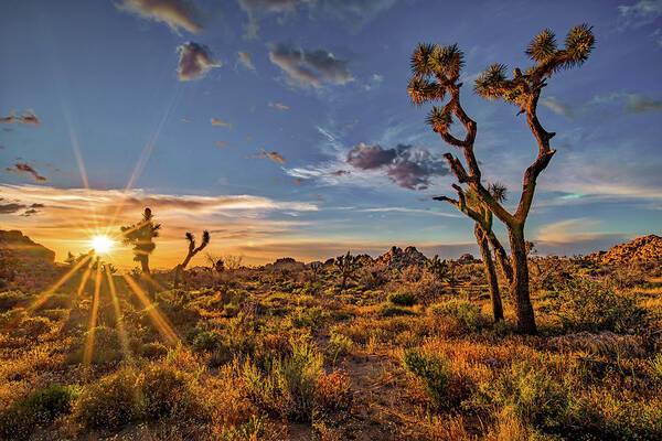 California Poster featuring the photograph Of Sunstars and Joshua Trees by Peter Tellone