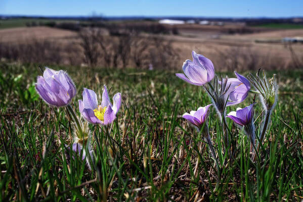 Crocus Pasque Flower Spring Easter Wildflower Purple Pink Green Grass Prairie Prairie Crocus Pulsatilla Patens Wi Wisconsin Muralt Bluff Poster featuring the photograph Prairie crocus / Pasque Flowers on bluff with Wisconsin countryside seen in background. by Peter Herman