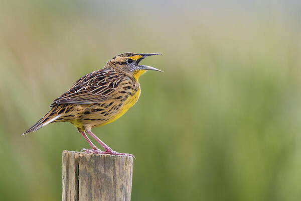 Eastern Meadowlark Poster featuring the photograph Singing Meadowlark by Dawn Currie