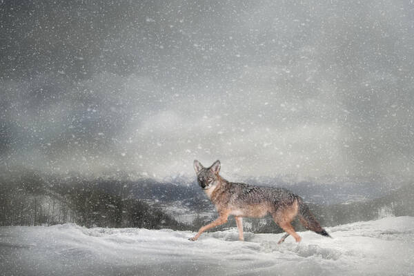 Coyote Poster featuring the photograph Snow Trekker by Jai Johnson