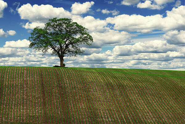 Oak Sentinel Solitary Corn Rows Puffy Clouds Wi Sky Farm Landscape Summer Spring Green Farming Hilltop Lonely Lonesome Proud Poster featuring the photograph Solitary Sentinel - Lone oak tree on WI hilltop corn field by Peter Herman