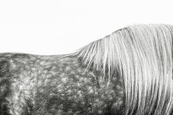 Photographs Poster featuring the photograph Silver Dapples - Horse Art #1 by Lisa Saint
