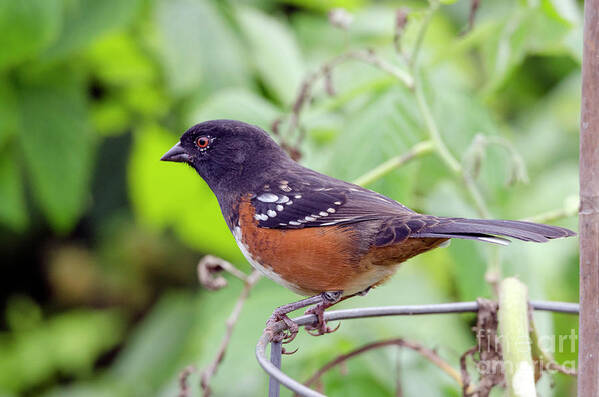 Bird Poster featuring the photograph Spotted Towhee #1 by Kristine Anderson