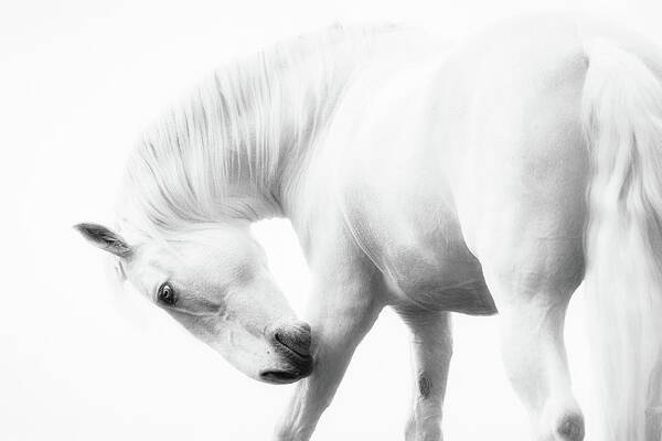 Horse Poster featuring the photograph White Knight II - Horse Art #1 by Lisa Saint