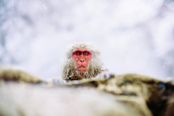 Hell's Valley Poster featuring the photograph Jigokudani Monkey Park, Nagano, Japan #15 by Eugene Nikiforov