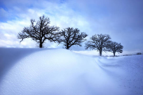 Snow Poster featuring the photograph After the Storm - Oak trees with snowdrift after a snowstorm by Peter Herman