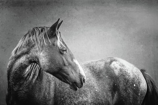 Horse Poster featuring the photograph Avery II - Horse Art by Lisa Saint