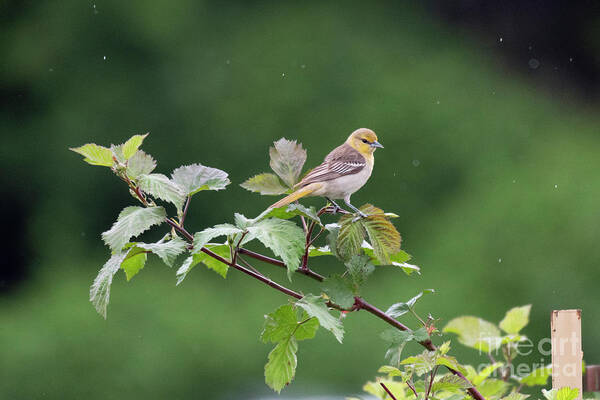 Bird Poster featuring the photograph Bullock's Oriole in Rain by Kristine Anderson