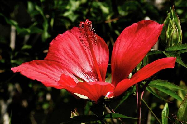 Flowering Poster featuring the photograph Chinese Hibiscus by M Three Photos