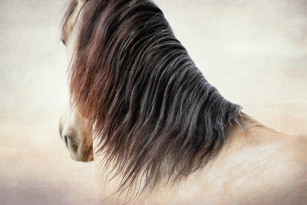 Photographs Poster featuring the photograph Demure - Horse Art by Lisa Saint