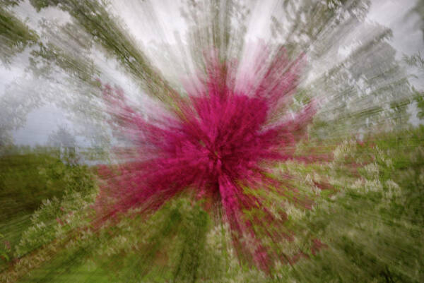 Icm Poster featuring the photograph Floral Fireworks - abstract zooming motion of flowering trees by Peter Herman