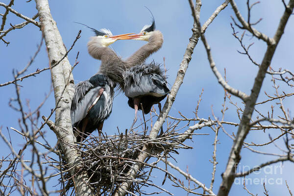 Kmaphoto Poster featuring the photograph Heron Love by Kristine Anderson