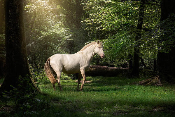 Horse Poster featuring the photograph Just a dream - horse art by Lisa Saint
