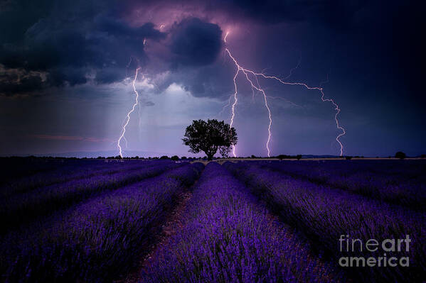Long Exposure Poster featuring the photograph Lightning Lavender by Tim Shields