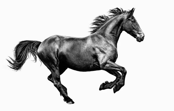 Photographs Poster featuring the photograph Minke II - Horse Art by Lisa Saint