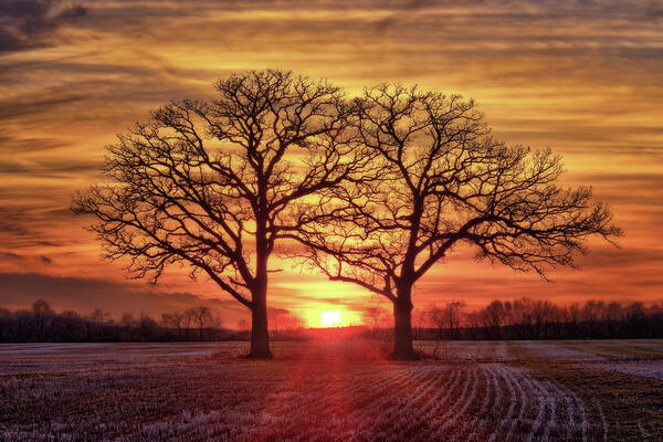 Married Poster featuring the photograph Old Married Couple - Twin oaks near Oregon WI at sunset by Peter Herman