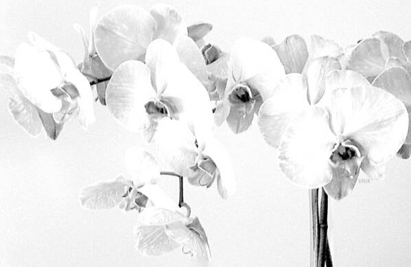 Orchids Poster featuring the photograph ORCHIDS MostlyWhite by VIVA Anderson