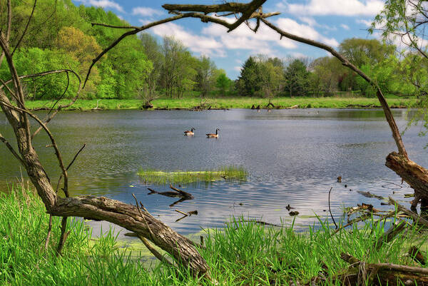 Geese Poster featuring the photograph Pair of Canadian Geese framed by trees on an early spring pond scene by Peter Herman