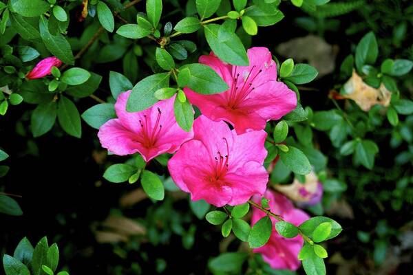 Flower Poster featuring the photograph Pink Azalea by M Three Photos