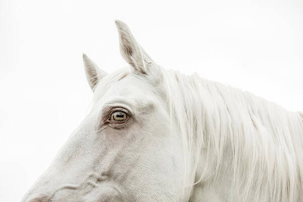 Photographs Poster featuring the photograph Seeking - Horse Art by Lisa Saint