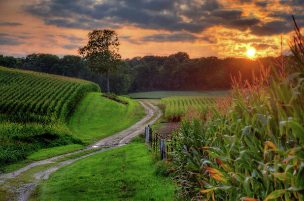 Corn Sunset Path Tree Country Scenic Landscape Clouds Rural Agriculture Wisconsin Countryside Trees Golden Green Poster featuring the photograph Summer Serenity by Peter Herman